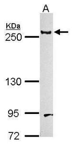 Laminin beta-1 Antibody in Western Blot (WB)