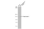 CD51 Antibody in Western Blot (WB)