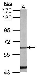 NR4A1 Antibody in Western Blot (WB)