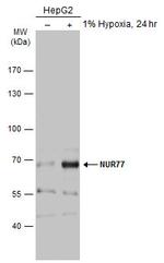 NR4A1 Antibody in Western Blot (WB)