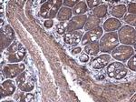 RPSA Antibody in Immunohistochemistry (Paraffin) (IHC (P))