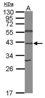 RPSA Antibody in Western Blot (WB)