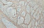 Synaptophysin Antibody in Immunohistochemistry (Paraffin) (IHC (P))