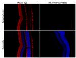 Synaptophysin Antibody in Immunohistochemistry (Paraffin) (IHC (P))