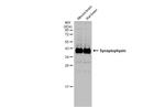 Synaptophysin Antibody in Western Blot (WB)