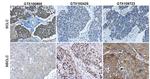 Synaptophysin Antibody in Immunohistochemistry (Paraffin) (IHC (P))