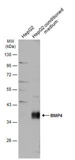 BMP-4 Antibody in Western Blot (WB)