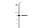 Angiopoietin 2 Antibody in Western Blot (WB)