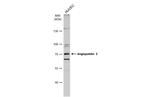 Angiopoietin 2 Antibody in Western Blot (WB)