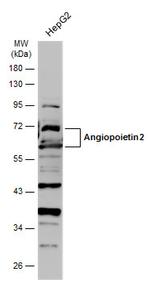 Angiopoietin 2 Antibody in Western Blot (WB)