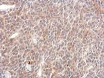 SHP2 Antibody in Immunohistochemistry (Paraffin) (IHC (P))