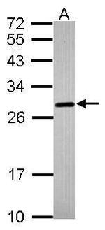 PrP Antibody in Western Blot (WB)