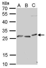 PrP Antibody in Western Blot (WB)