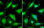 Annexin A1 Antibody in Immunocytochemistry (ICC/IF)