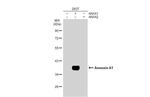 Annexin A1 Antibody in Western Blot (WB)