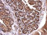 14-3-3 zeta Antibody in Immunohistochemistry (Paraffin) (IHC (P))