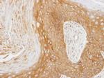 14-3-3 zeta Antibody in Immunohistochemistry (Paraffin) (IHC (P))