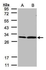 14-3-3 zeta Antibody in Western Blot (WB)