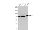 VCP Antibody in Western Blot (WB)