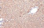 Prohibitin Antibody in Immunohistochemistry (Paraffin) (IHC (P))