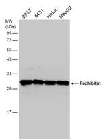 Prohibitin Antibody in Western Blot (WB)