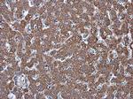 Prohibitin Antibody in Immunohistochemistry (Paraffin) (IHC (P))