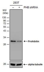 Prohibitin Antibody