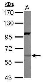 NRG1 Antibody in Western Blot (WB)