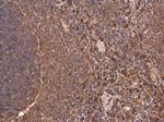 HMOX1 Antibody in Immunohistochemistry (Paraffin) (IHC (P))