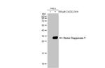 HMOX1 Antibody in Western Blot (WB)