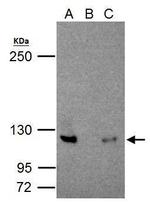 NFkB p52 Antibody in Immunoprecipitation (IP)