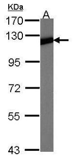 NFkB p52 Antibody in Western Blot (WB)