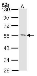 MEF2A Antibody in Western Blot (WB)