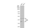 LIPA Antibody in Western Blot (WB)