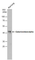 alpha Galactosidase Antibody in Western Blot (WB)