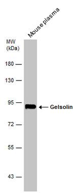 Gelsolin Antibody in Western Blot (WB)