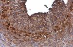 GALC Antibody in Immunohistochemistry (Paraffin) (IHC (P))