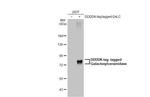 GALC Antibody in Western Blot (WB)