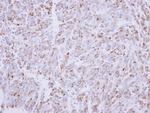 G6PD Antibody in Immunohistochemistry (Paraffin) (IHC (P))