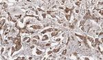 Growth Hormone Antibody in Immunohistochemistry (Paraffin) (IHC (P))