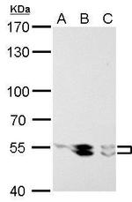 Lyn Antibody in Western Blot (WB)