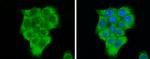 EIF2S1 Antibody in Immunocytochemistry (ICC/IF)