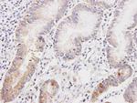 DLD Antibody in Immunohistochemistry (Paraffin) (IHC (P))