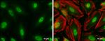 CBP Antibody in Immunocytochemistry (ICC/IF)