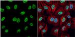 HMGB1 Antibody in Immunocytochemistry (ICC/IF)