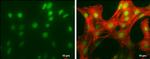 HMGB1 Antibody in Immunocytochemistry (ICC/IF)