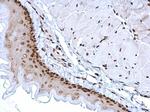 HMGB1 Antibody in Immunohistochemistry (Paraffin) (IHC (P))