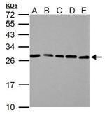 HMGB1 Antibody in Western Blot (WB)