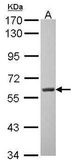 MAOA Antibody in Western Blot (WB)