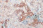 Caspase 1 Antibody in Immunohistochemistry (Paraffin) (IHC (P))